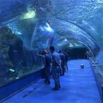 ໂຄງການ Oceanarium tunnel ໃນ Acrylic ໃນຕູ້ປາສາທາລະນະ